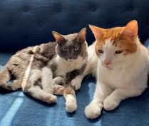 Two cats on a blue sofa